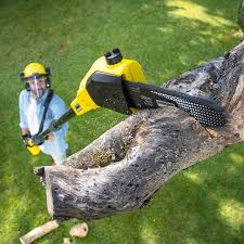 Reliable South Venice, FL Tree Removal Solutions