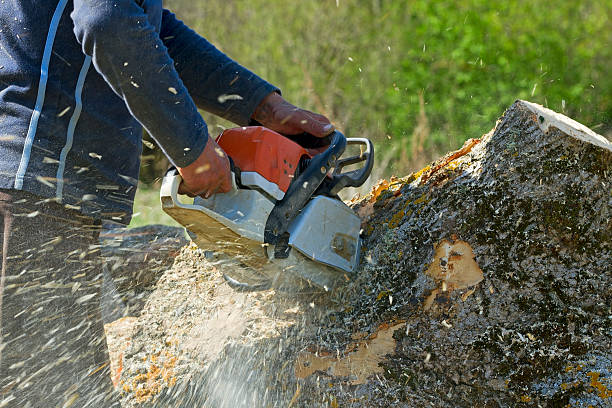 How Our Tree Care Process Works  in  South Venice, FL